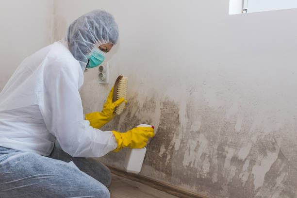 Reliable Clinton, TN Mold Removal & Remediation Solutions