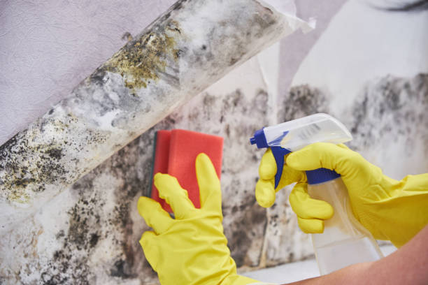 Environmental Consulting for Mold Prevention in Clinton, TN